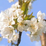 I fiori di ciliegio di Vignola