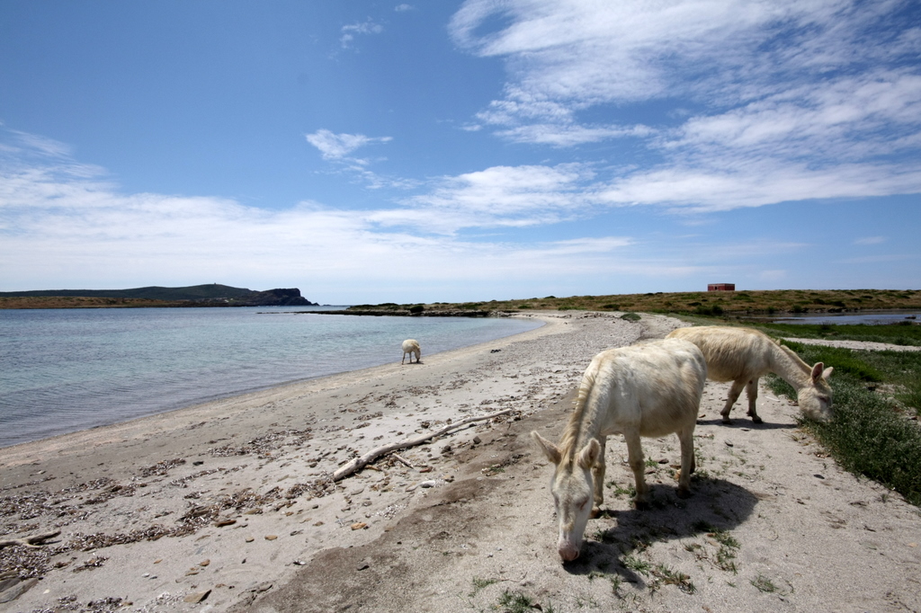 Cavalli selvaggi in Sardegna, Immagine di Flickr User Roberto Cossu (asibiri)
