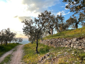 Passeggiata Olivi Umbria