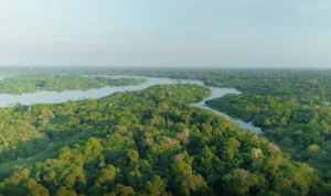 Amazzonia, veduta dall'alto