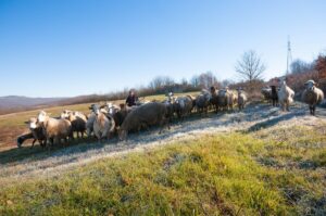 Guardiaregia - Molise - Pecore e pastore sul Tratturo Pescasseroli-Candela